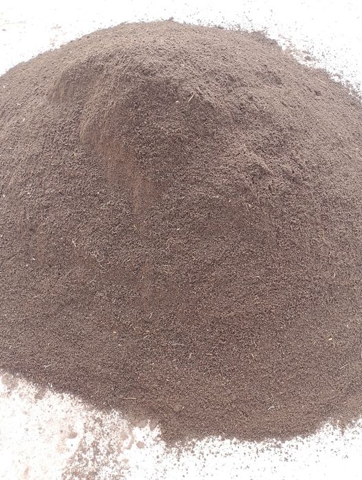 Хивада биягомус сатилади 1500 сум