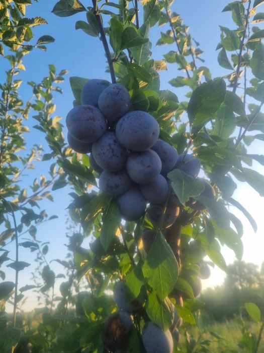 Pomi si arbusti fructiferi