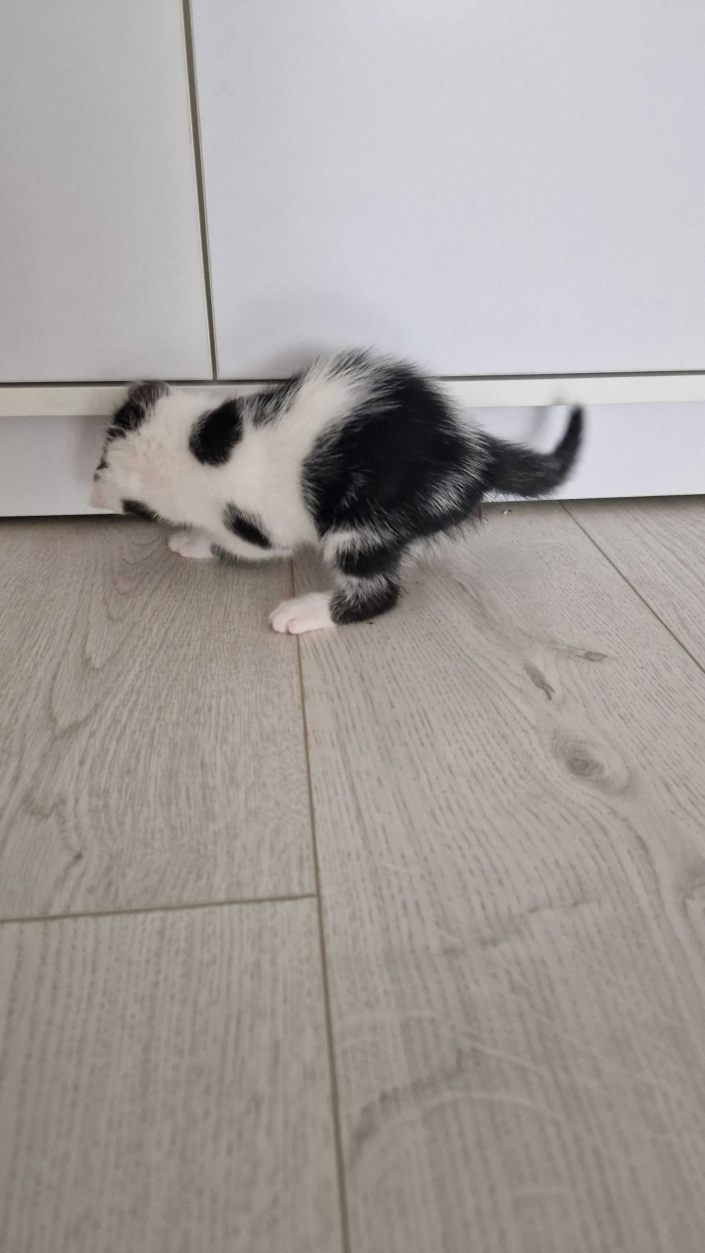 Ofer spre adoptie puiuti de pisica, 2 luni