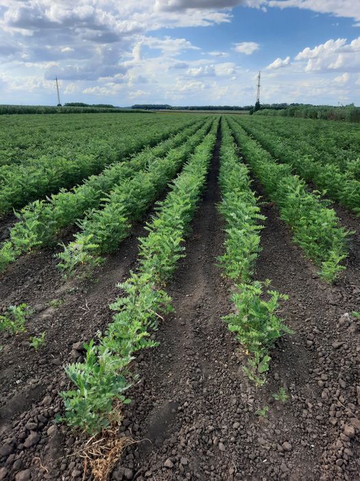 Puieti de vanzare anul 1 - pret 0,60 bani