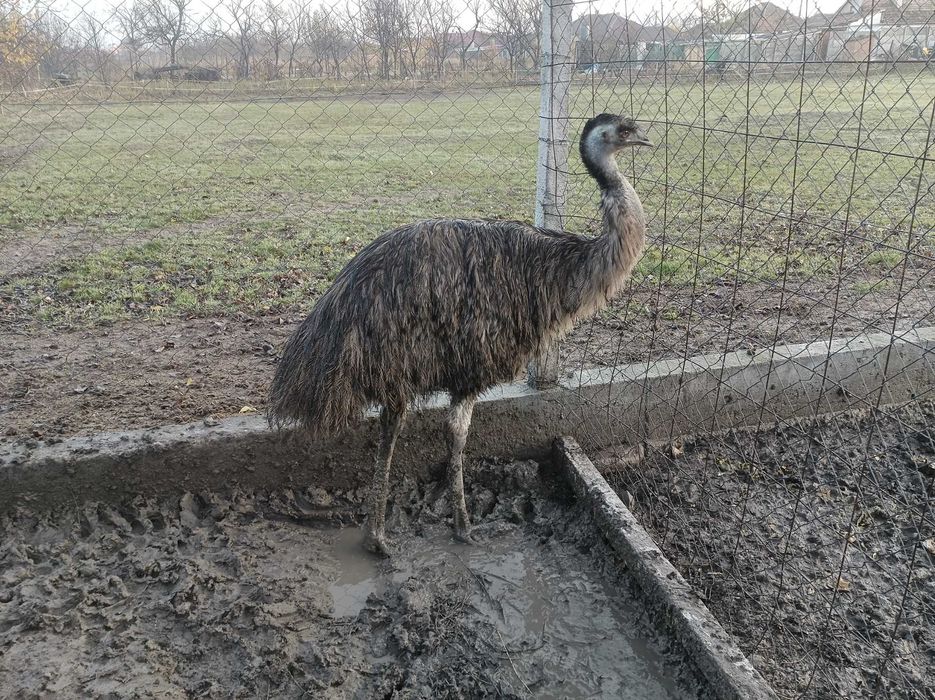 Struți Emu masculi