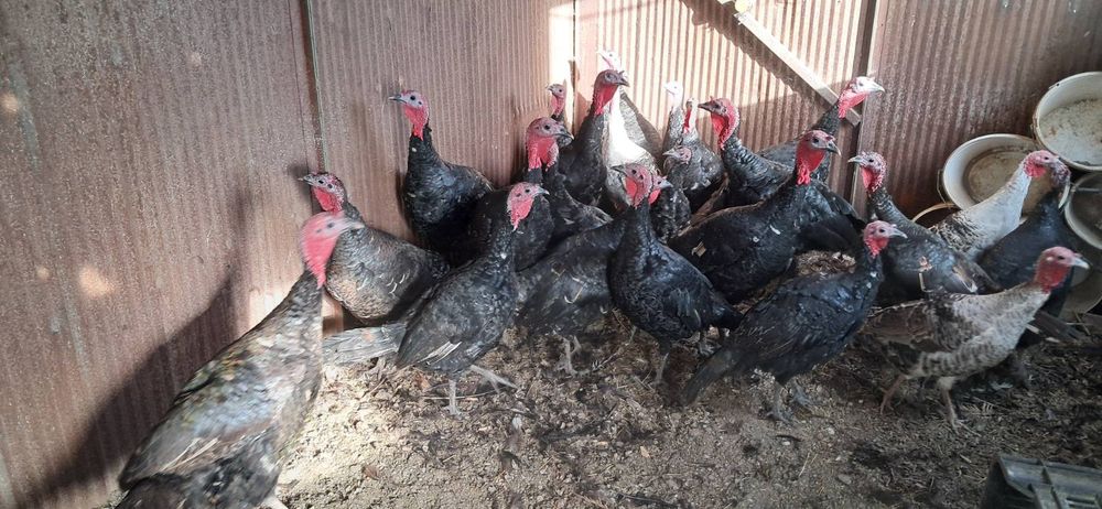 Продавам Пуйки -Пуяци.