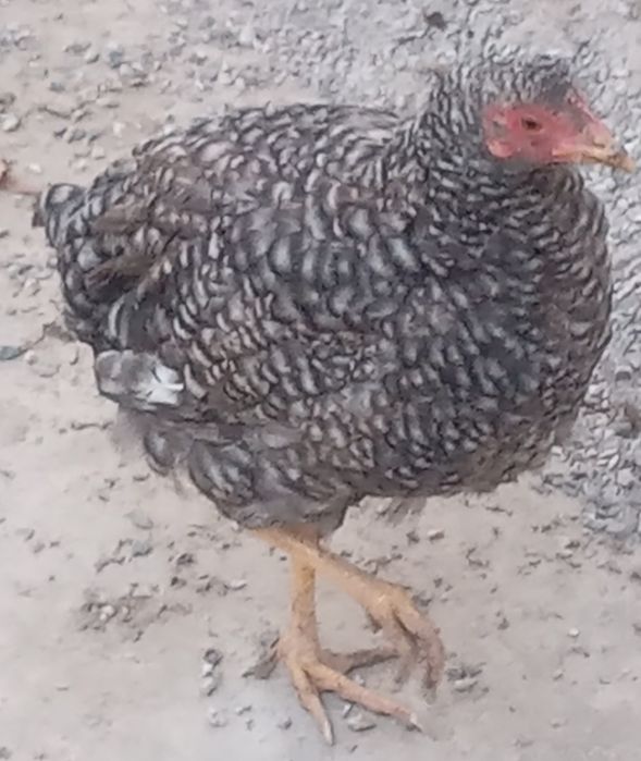 Xoroz va tovuqlar sotiladi.