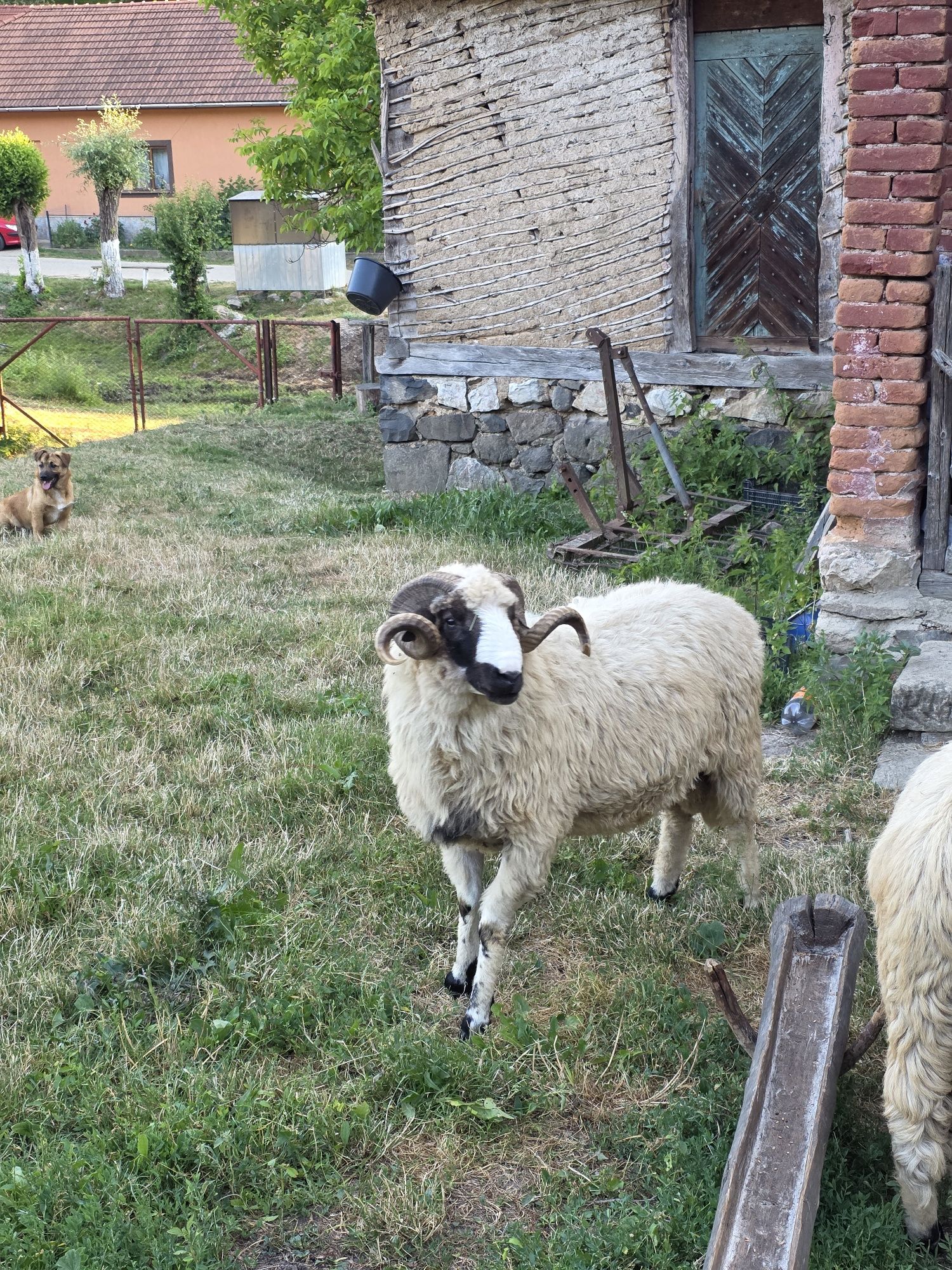 Strămior de vanzare!
