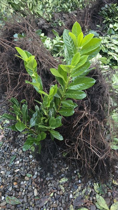 Laur Englezesc NOVITA 60-80cm