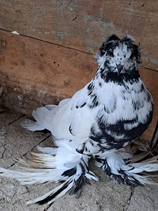 Porumbei uriaș maghiar