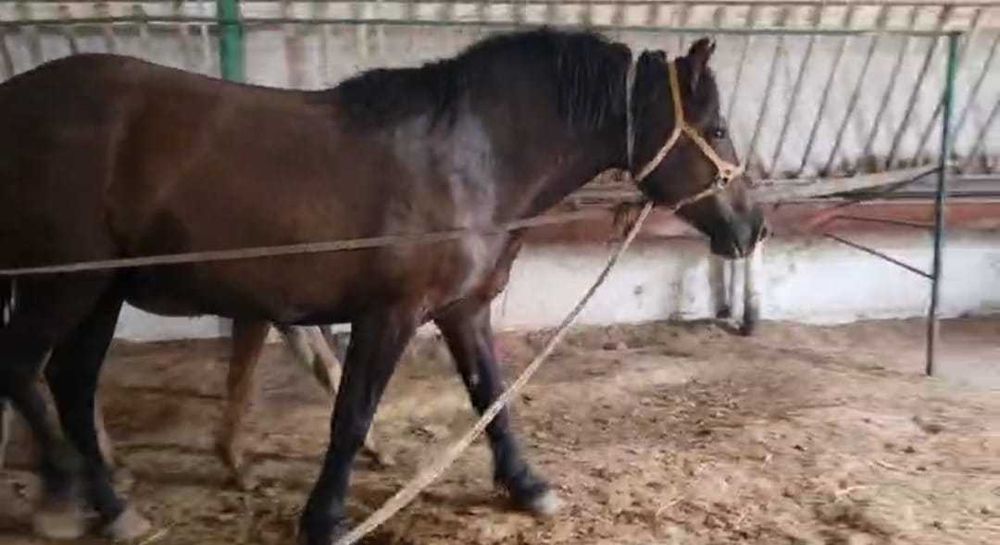 продам лощадей "Владимировской тяжеловоз"