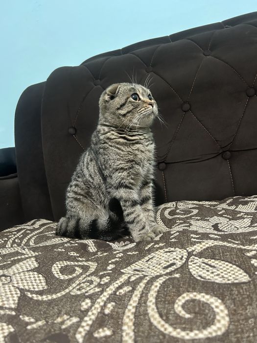 Вислоухий ГИГАНТ  шотландец