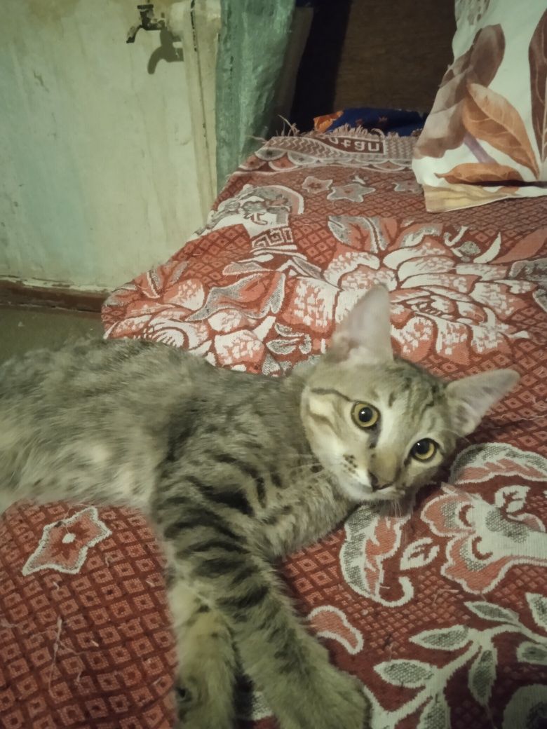 Продаются котята,британцы короткошёрстные!!