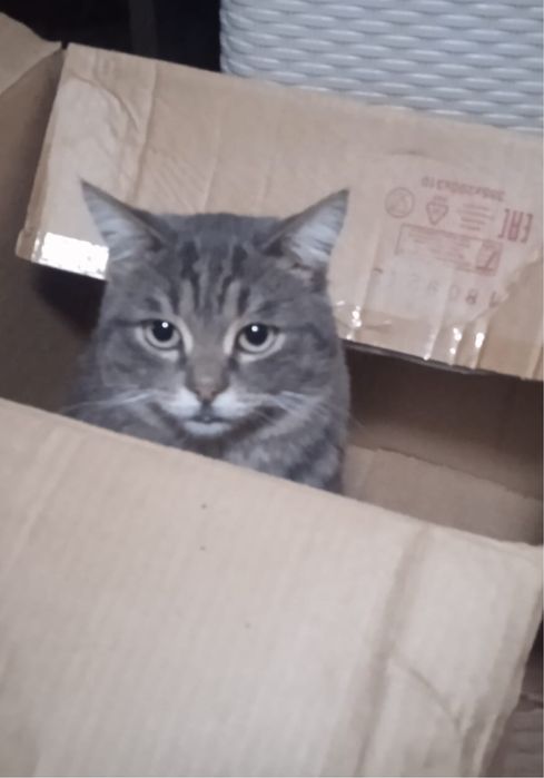 Молодой котик в поисках дома