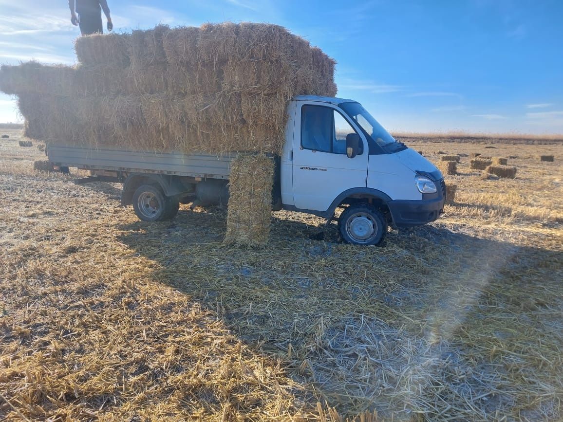 Сабан пресс , саман прес бар үйдің төбесін жабуға , құрылысқа. Жеткізу