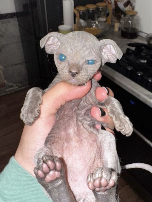 Продам котенка, Канадский сфинкс