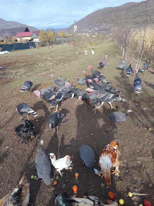 Curcani de casă crescuți natural sânt de vânzare doar masculi