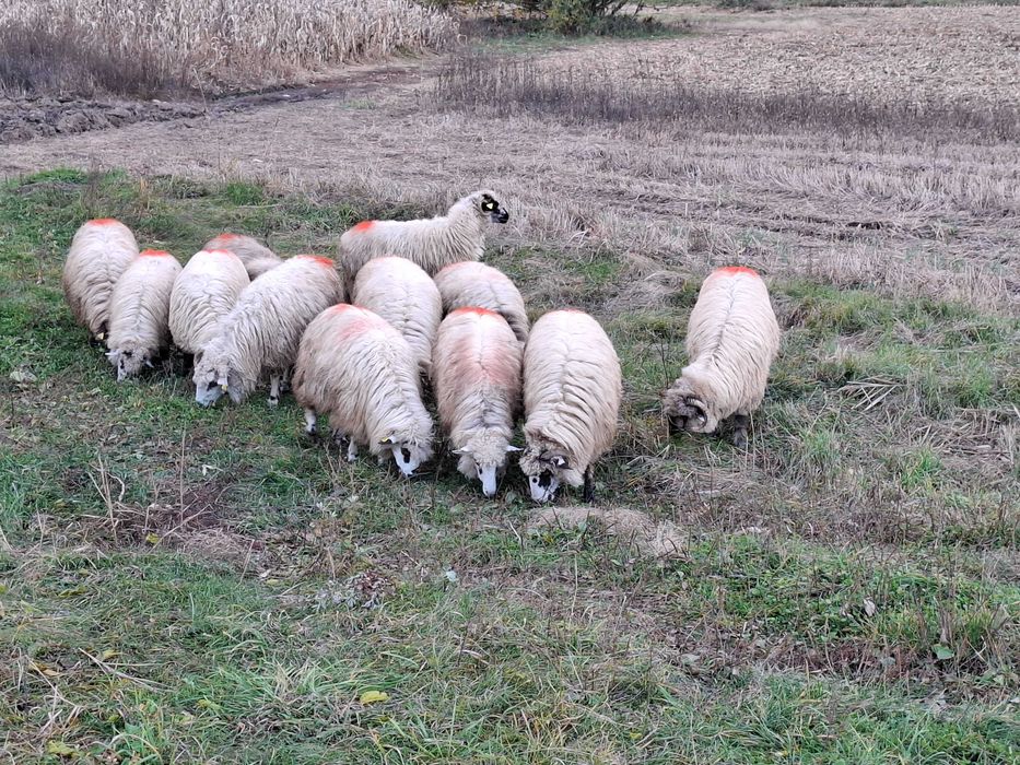 Oi de vânzare !!!
