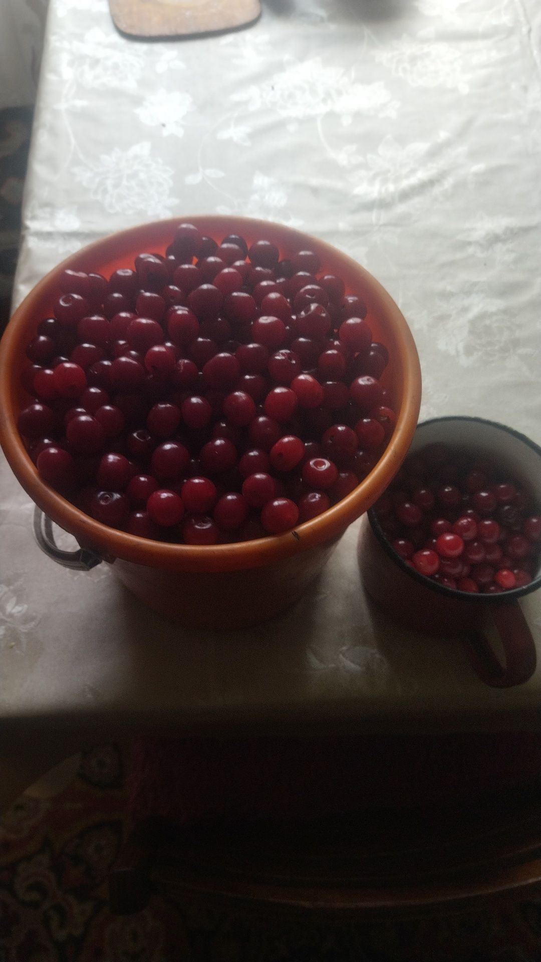 Продам вишню домашнюю