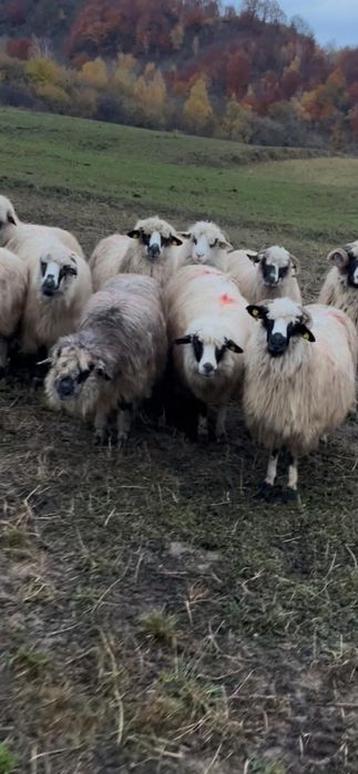 De vânzare 9 oii și un berbec