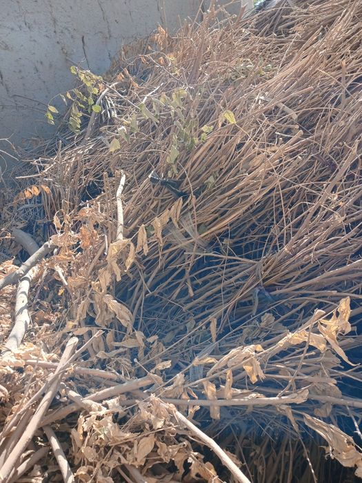 Tandirga oʻtin sotiladi