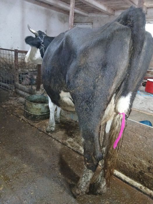 Vând  4 vaci  gestante