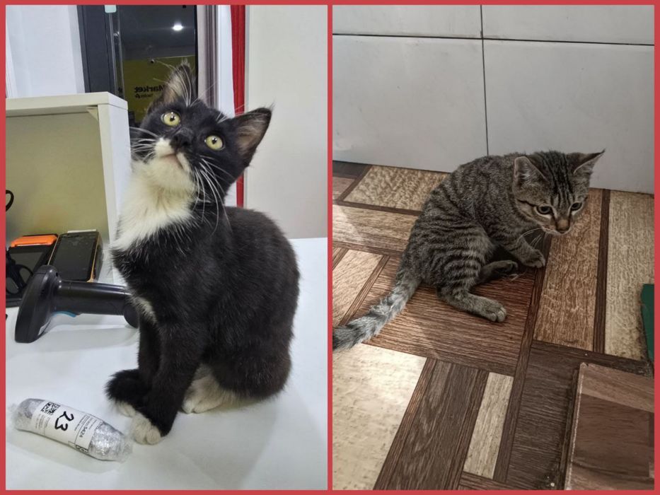 Котята ищут дом!