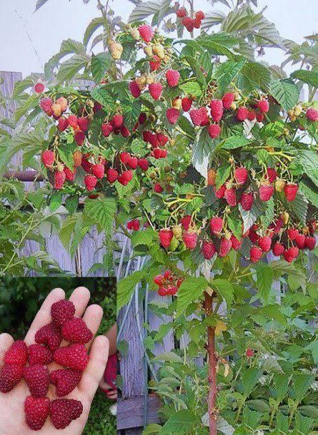 Zmeur De Tip Pomișor