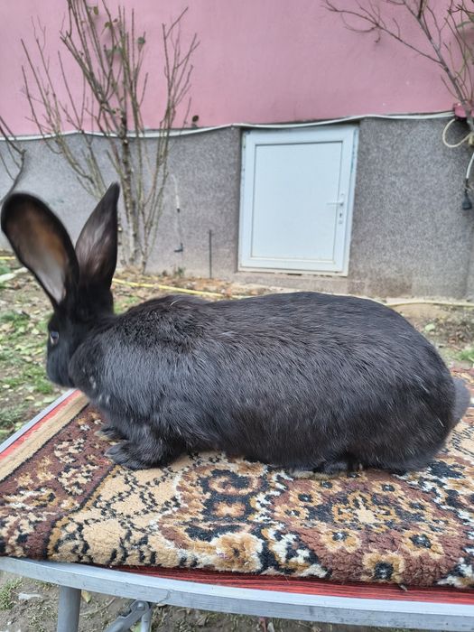 Femelă Pestriț German