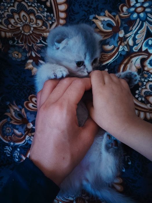 Скотиш фолд девочка голубая шиншила