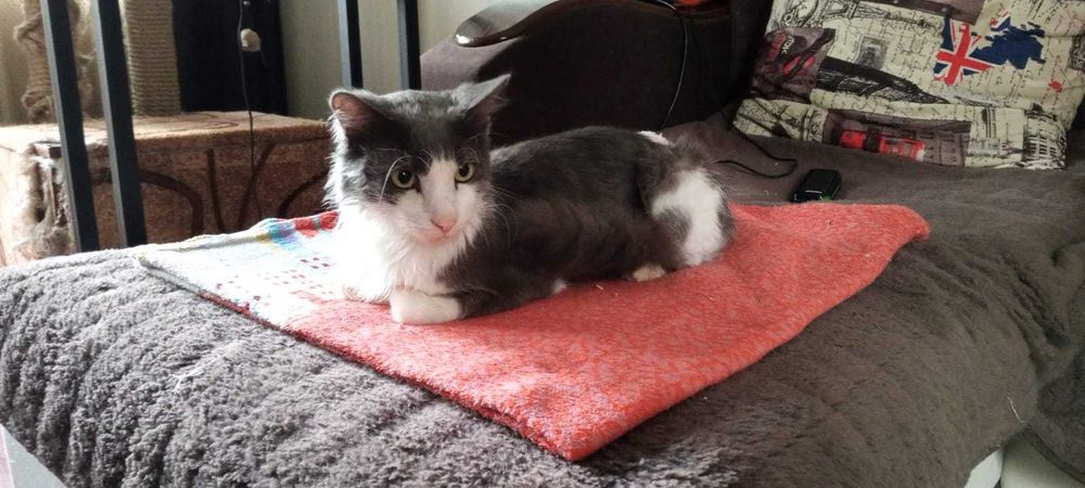 Отдам кота в добрые руки