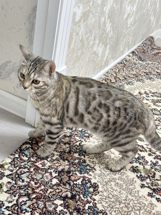 беньгалская кошка