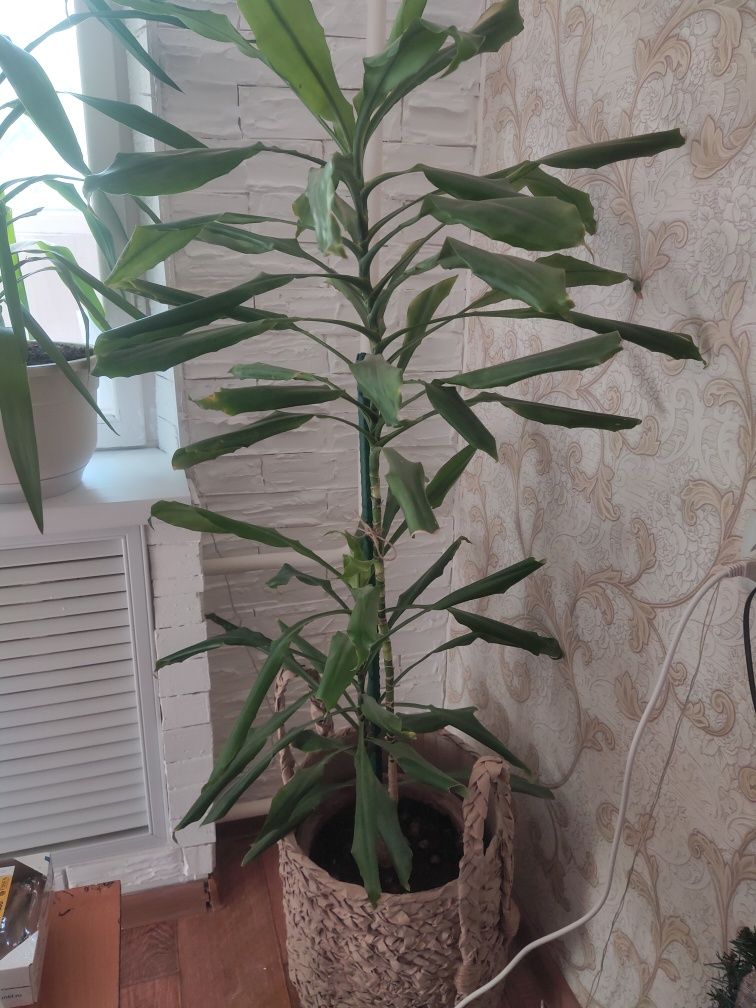 Продам комнатное растение 1.75 см высота