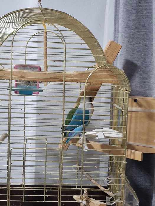 Papagali Amorezi pereche