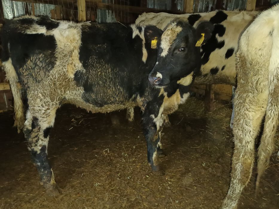 Vând 4 vițele bălțate