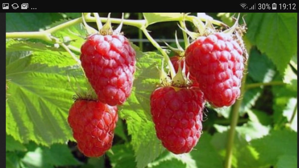 Nuci Chandler Prun galben.Alun.Ciresi.Mar.Prun.Migdal. Aronia.Soc.Tei.
