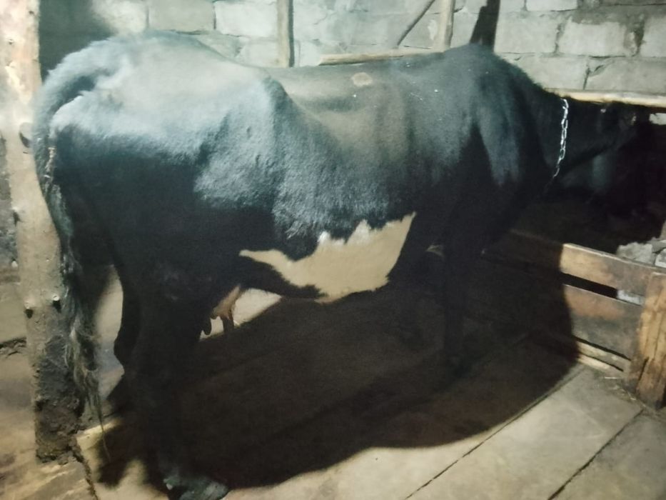 Срочно продам корову