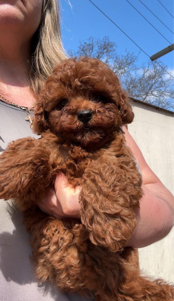 Pudel toy cu pedigree