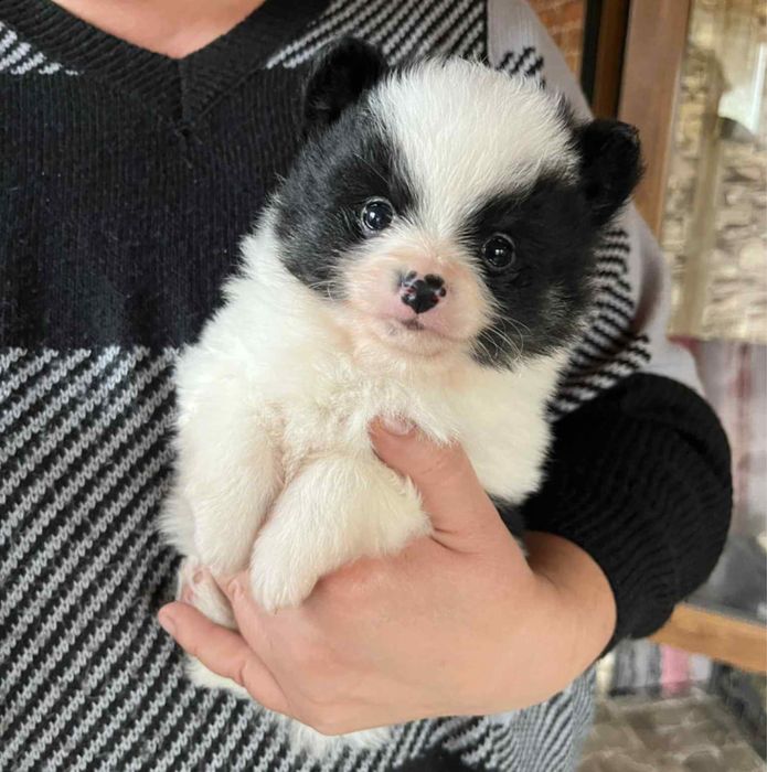 Малки бебета Померани