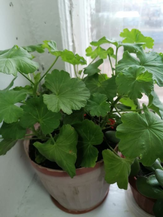 Пеларгония (розовые розочки) и толстянка (денежное дерево)