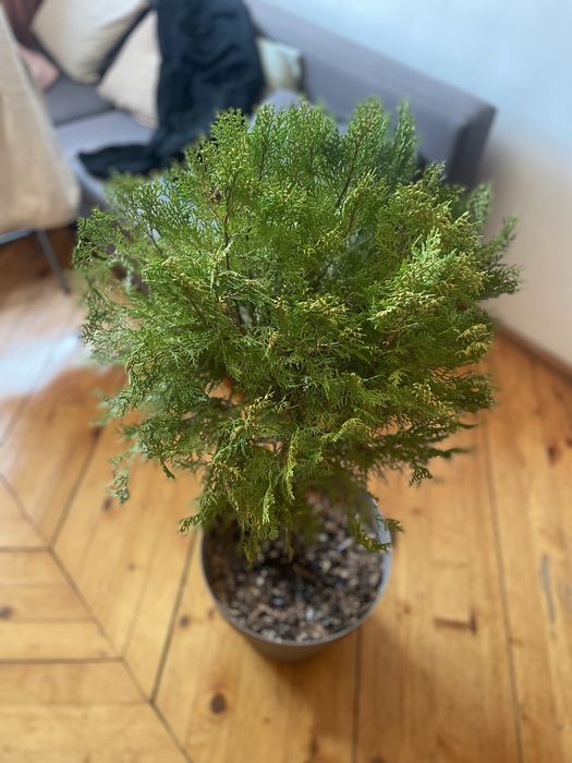 Градинска туя в саксия