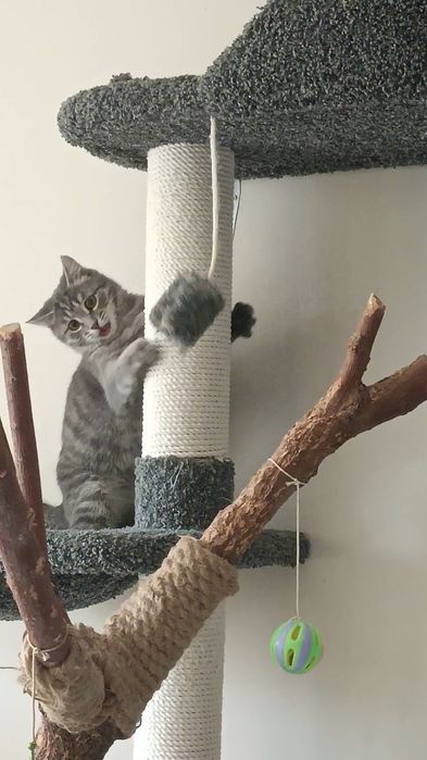 Стерилизивонная кошка 5 месяцев