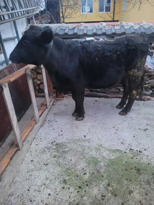 Продавам заплодена юница