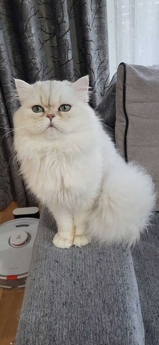 British longhair silver cu ochii verzi pedigree felisa autorizata