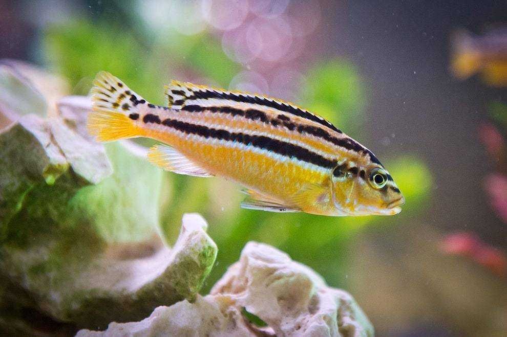 Меланохромисы в Аква-Зоо Салоне “Посейдон”