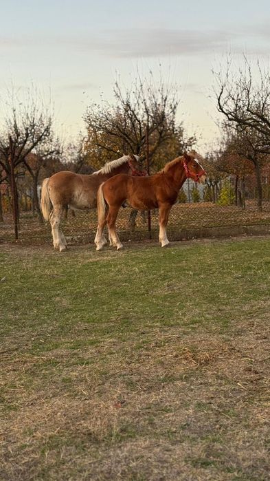 Mânji   6 luni  frumoși