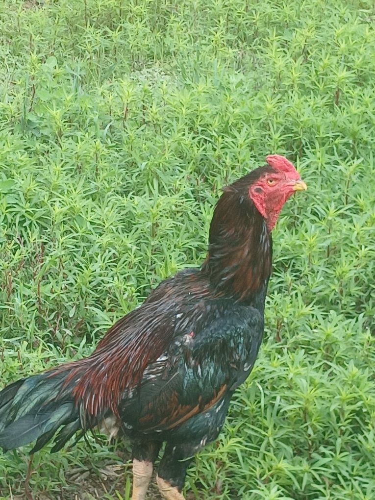 Koreys  xoʻroziiii