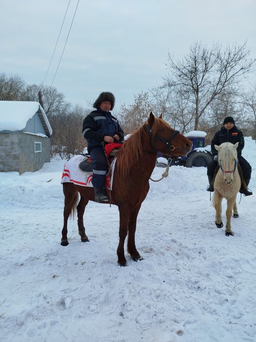 Күрең айғыр сатылады.. Бағасы 1 миллион..