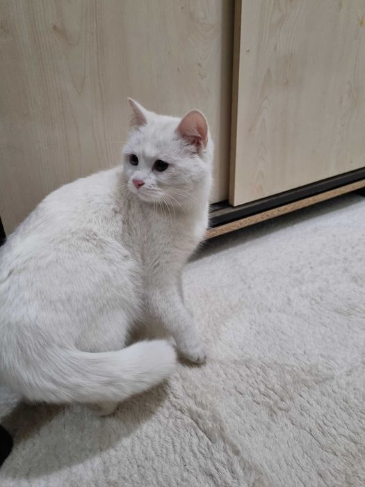 Срочно отдам даром потеряшка!!!