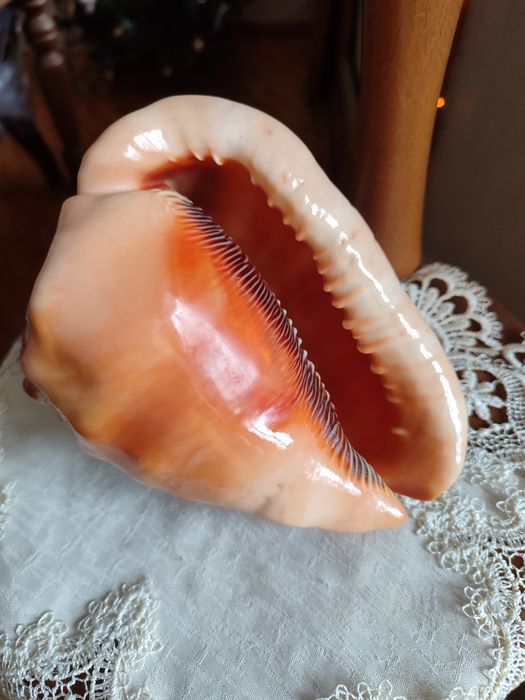 Караганда Продам морские раковину и звезду с подарком