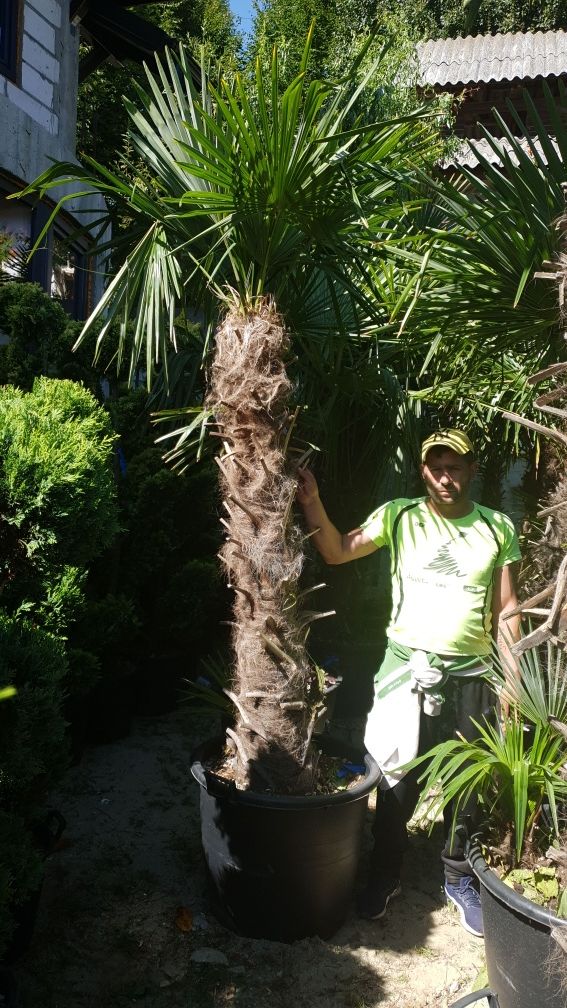 Vindem palmieri de mai multe dimensiuni ce rezistă la îngheț