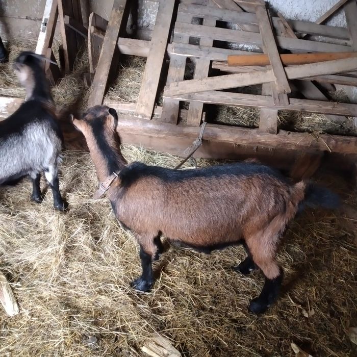 Vând două ieduțe și o capră