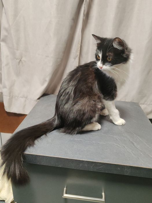 Котик в хорошую семью