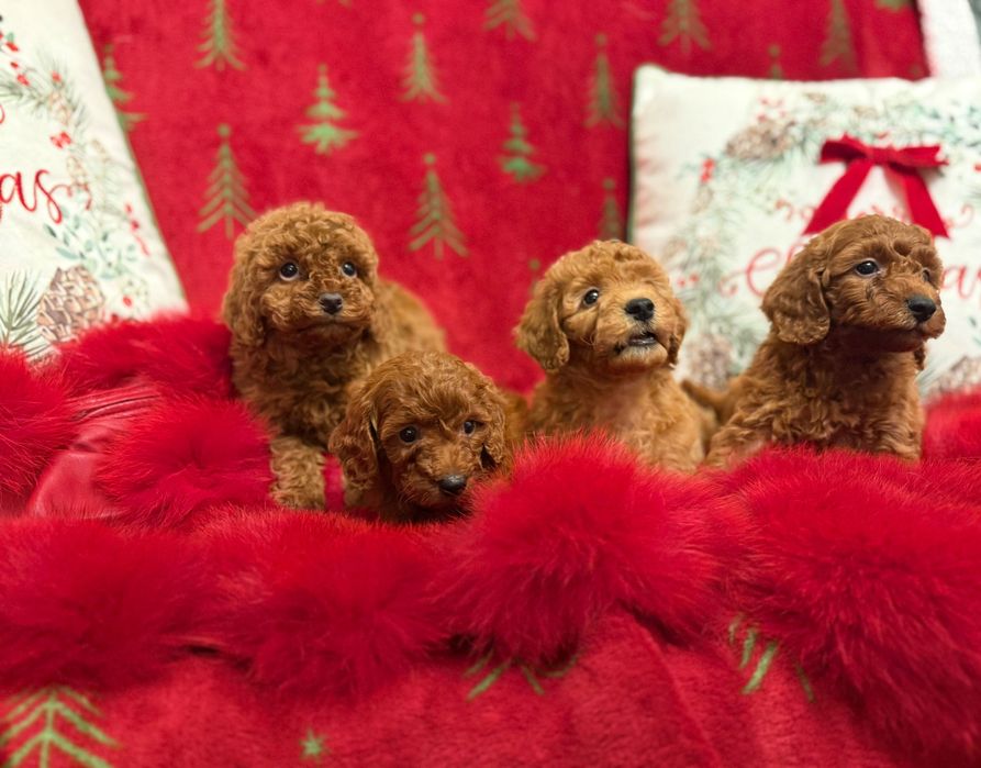 Poodle Toy Roșu Femelă